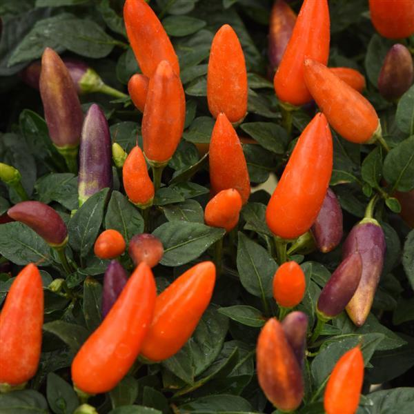 Acapulco™ XP Multicolor Orange Ornamental Pepper