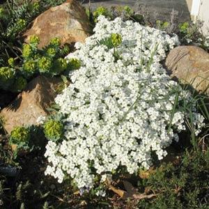 Arabis caucasica Snowcap