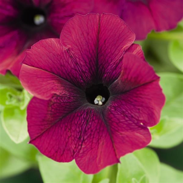 Success Tr Burgundy Petunia