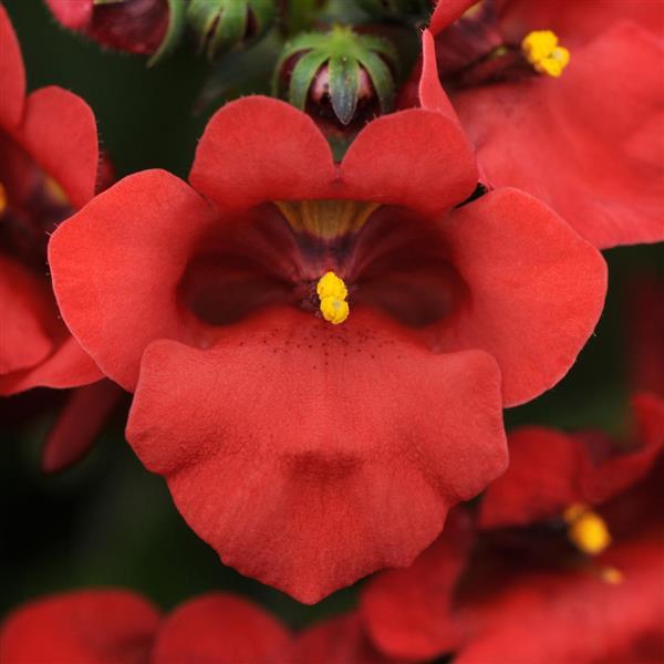 Juliet™ Red Diascia - Bloom