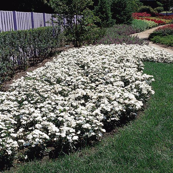 Floral Lace™ True Rose Dianthus