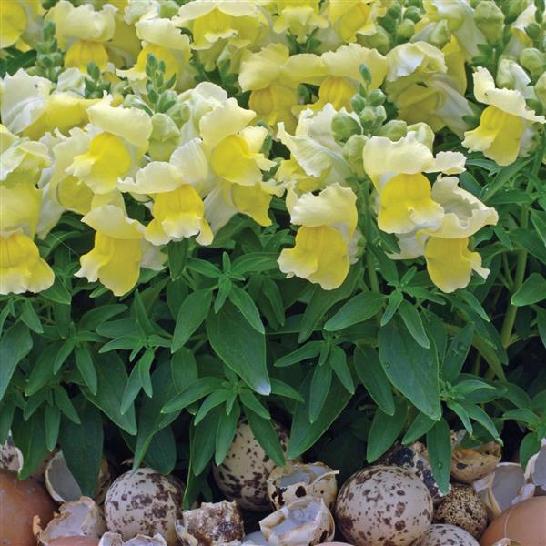 Snapshot™ Yellow Snapdragon - Landscape