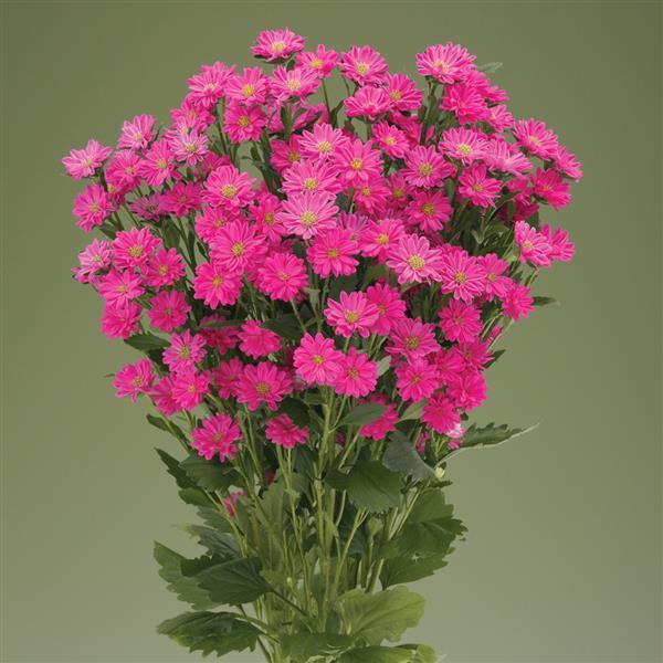 Nina Plus Pink Cut Flower Aster - Bloom