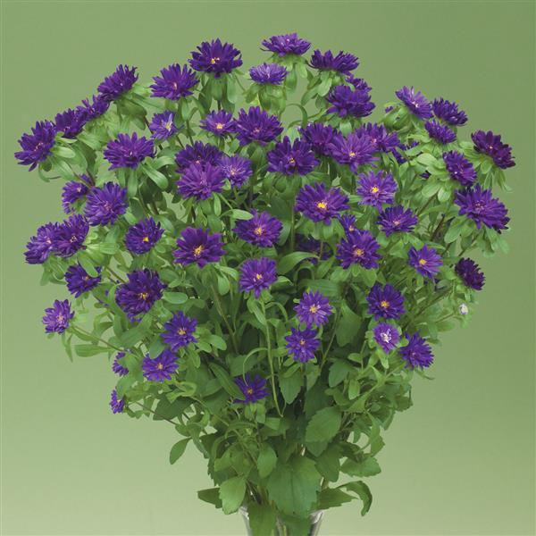 Nina Plus Purple Cut Flower Aster - Bloom
