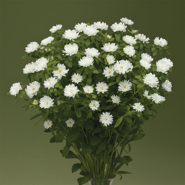 Nina Plus White Cut Flower Aster - Bloom