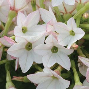 Starmaker Appleblossom Nicotiana - Bloom