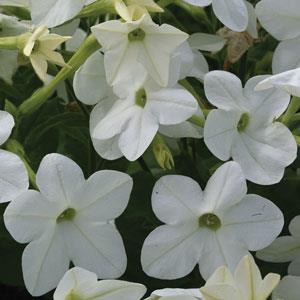 Starmaker White Nicotiana - Bloom