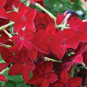 Starmaker Bright Red Nicotiana - Bloom