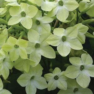 Starmaker Deep Lime Nicotiana - Bloom