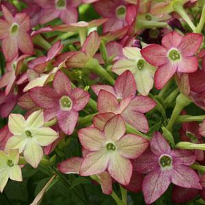 Starmaker Lime/Purple Bicolor Nicotiana - Bloom