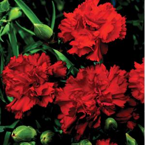 Can Can Scarlet Carnation - Bloom