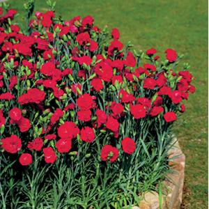 Can Can Scarlet Carnation - Landscape