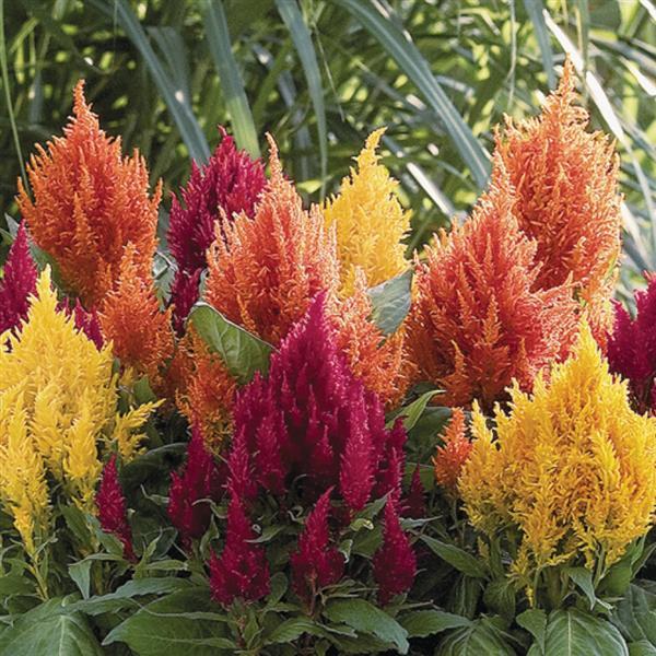 Fresh Look Mix Celosia