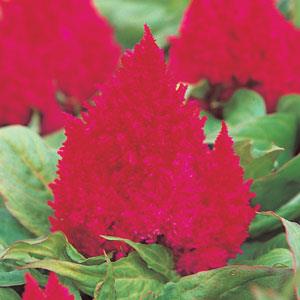 Kimono Cherry Red Celosia - Bloom