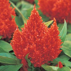 Kimono Orange Celosia - Bloom