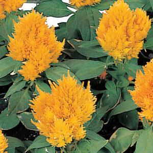 Kimono Yellow Celosia - Bloom