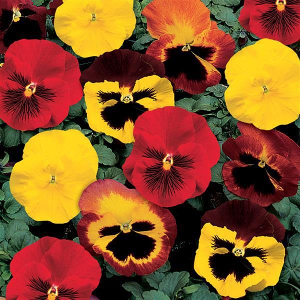 Delta Classic Blaze Mix Pansy