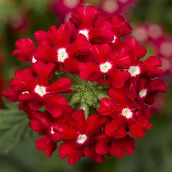 Obsession Cascade Red with Eye Verbena