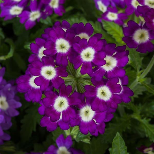 Obsession Purple Shades With Eye Verbena - Bloom
