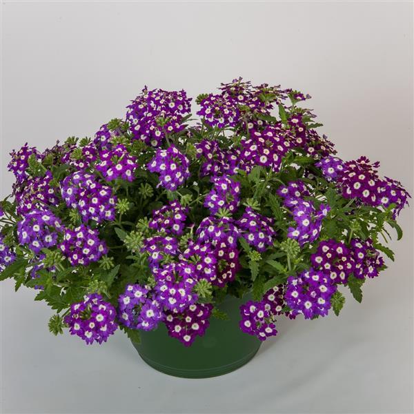 Obsession Purple Shades With Eye Verbena - Container