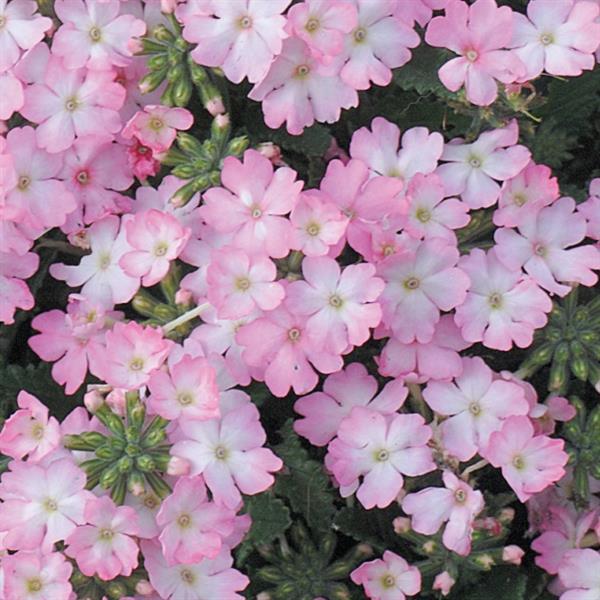 Tuscany Pink Picotee Verbena