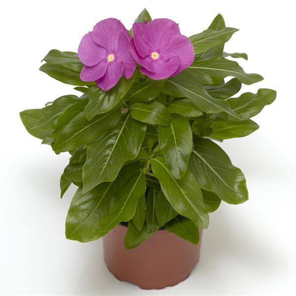 Cora XDR Orchid Vinca