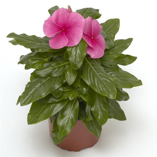 Cora XDR Deep Strawberry Vinca