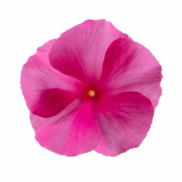 Cora XDR Rose Punch Vinca - Bloom