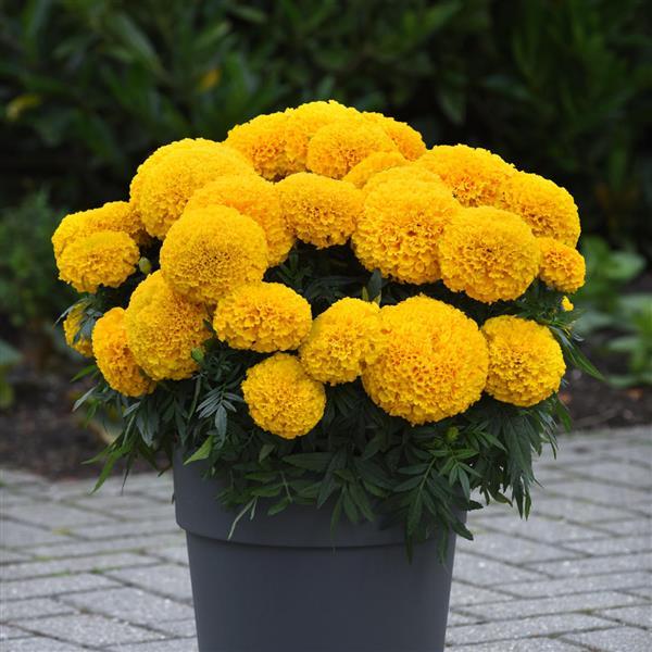 Marvel II™ Gold African Marigold - Container