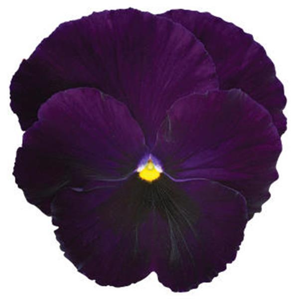 Spring Matrix™ Purple Pansy - Bloom