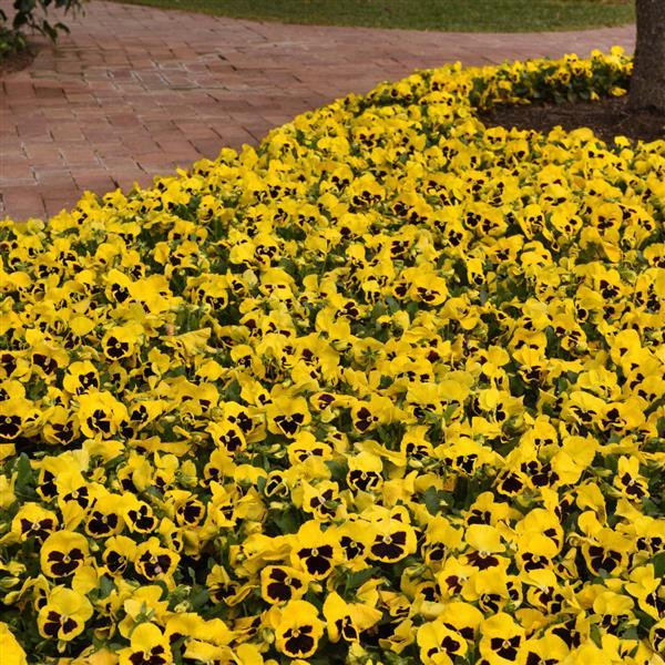 Spring Matrix™ Yellow Blotch Pansy - Landscape