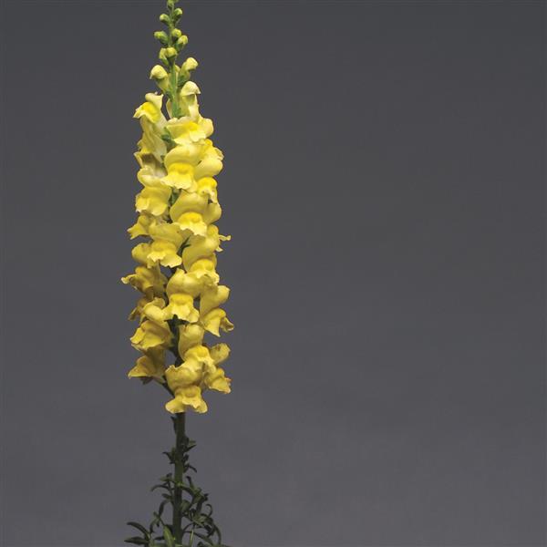 Yellow snapdragons deals