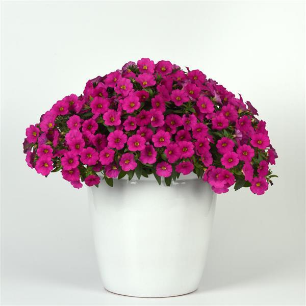 EnViva™ Pink Petchoa - Container