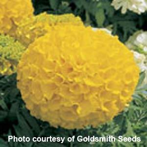 Antigua Gold African Marigold - Bloom