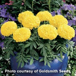 Antigua Yellow African Marigold - Container