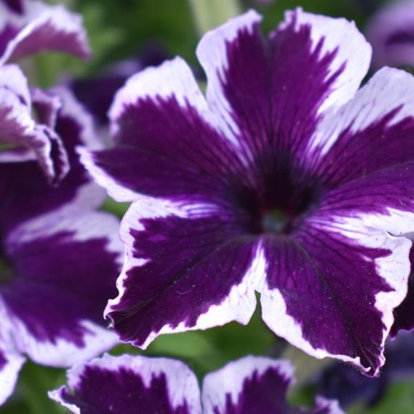 Crazytunia Cosmic Violet Petunia - Bloom