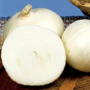 White Sweet Spanish Onion - Container