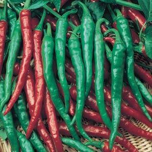 Pepper (Chilli) Hot Picante de Cayenne – Propagation Place