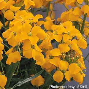 Gold Shot Erysimum - Bloom