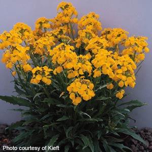 Gold Shot Erysimum - Garden