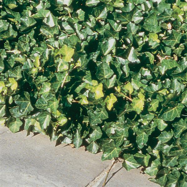 Hedera helix Thorndale - Landscape