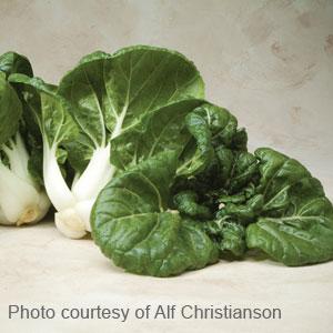 Toy Choy Pak Choi - Bloom