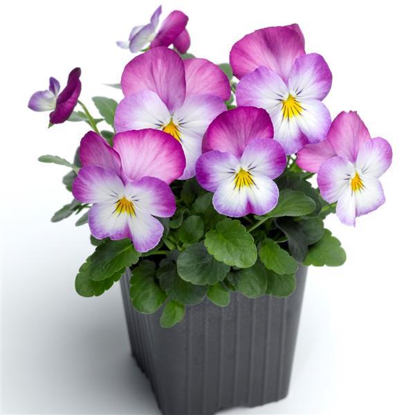 Deltini Rose Pink Viola