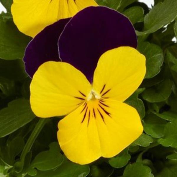 Deltini Yellow Jump Up Viola