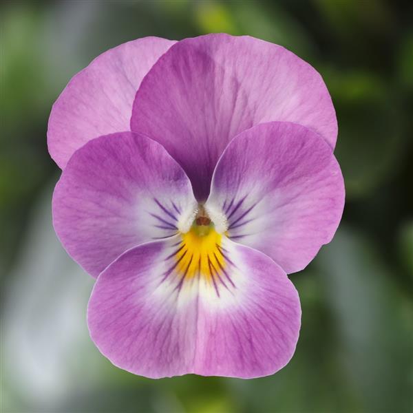 Deltini Lavender Pink Face Viola - Bloom