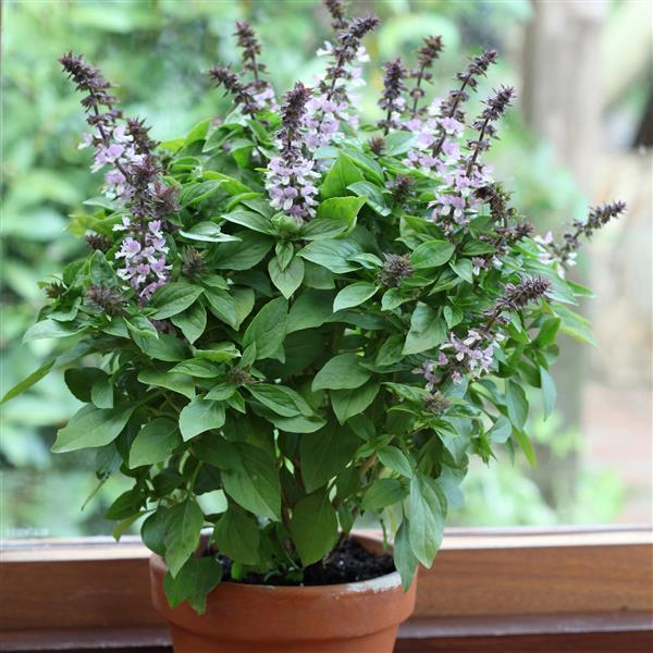 Floral Spires Lavender Basil - Container