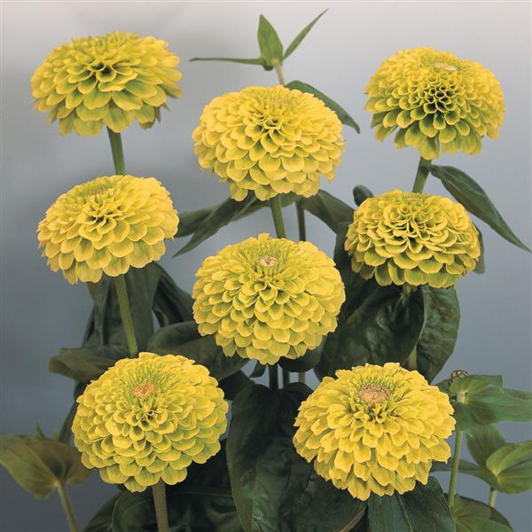 Benary's Giant Lime Zinnia - Container