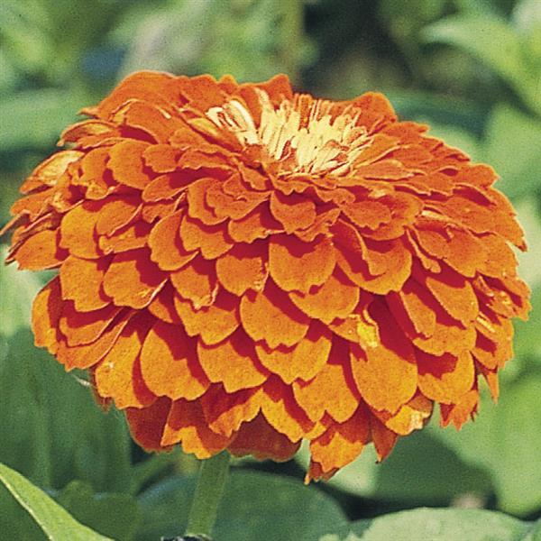 Benary's Giant Orange Zinnia - Bloom