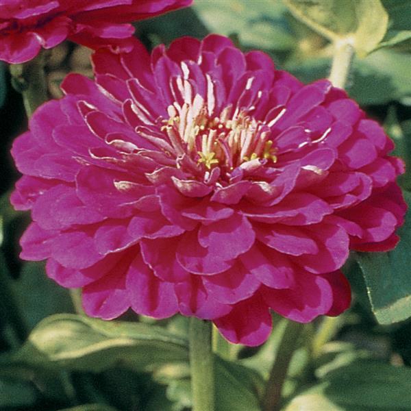 Benary's Giant Purple Zinnia - Bloom
