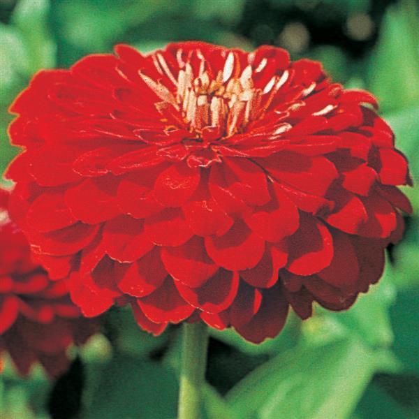 Benary's Giant Scarlet Zinnia - Bloom